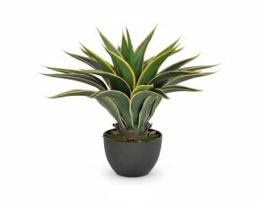 Planta Agave Dragon Con Macetera Para Interiores 32”