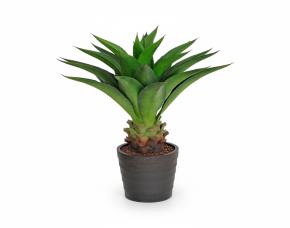 Planta Agave Dragon Con Macetera Para Interiores 32\