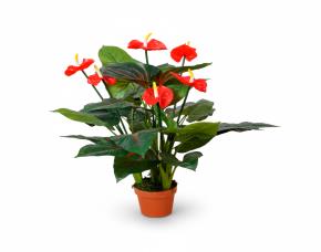 Planta Anturio Con Macetera Para Interiores 37\