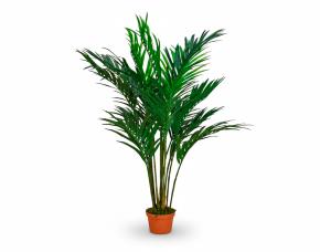 Areca Con Macetera Para Interiores 98”