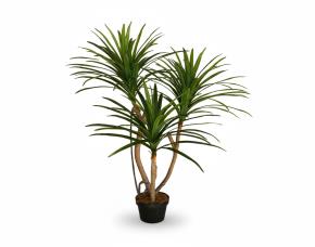 Planta Beucarnea Con Macetera Para Interiores 47”