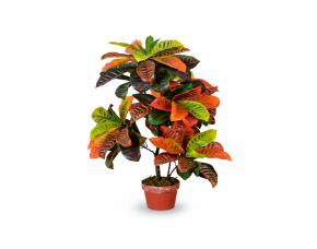 Planta Laurel Con Macetera Para Interiores 39”