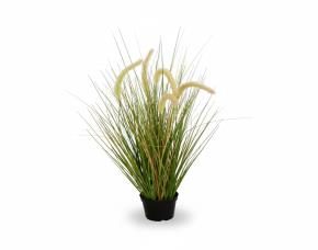 Planta Lemongrass-1 Con Macetera Para Interiores 27\