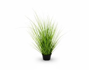 Planta Lemongrass Con Macetera Para Interiores 28\