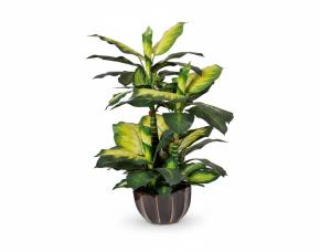 Millonaria Con Macetera Para Interiores 39”