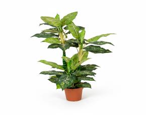 Planta Millonaria#2 Con Macetera Para Interiores 39”