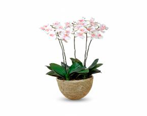 Planta Orquidea Con Macetera Para Interiores 35”