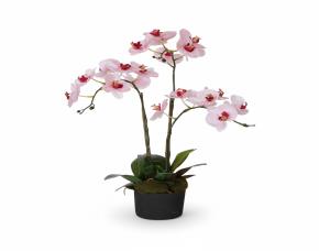 Planta Orquidea Rosa Con Macetera Para Interiores 26\