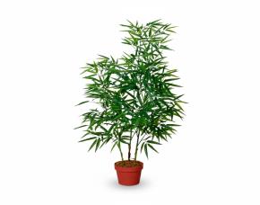 Bambu Con Macetera Para Interiores 47”