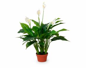 Espatifilo Con Macetera Para Interiores 43”