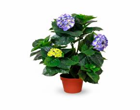 Planta Hortencia Colores Con Macetera Para Interiores 28\