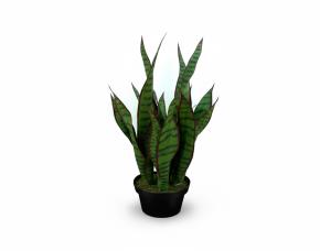 Lengua De Suegra Con Macetera Para Interiores 24”