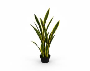 Lengua De Suegra Con Macetera Para Interiores 24”