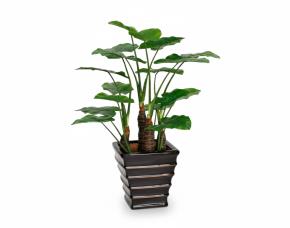 Planta Malanga Con Macetera Para Interiores 33”