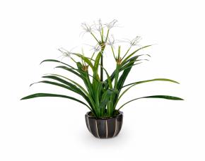 Planta Orquidea#1 Con Macetera Para Interiores 30”